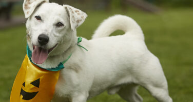 White Jack Russell Terrier stood in field looking directly at camera in relaxed position wearing a Halloween style pumpkin bandana
