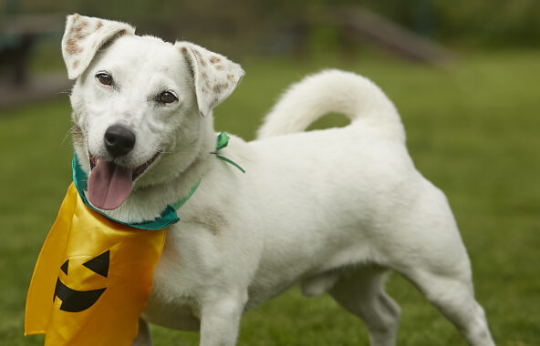 White Jack Russell Terrier stood in field looking directly at camera in relaxed position wearing a Halloween style pumpkin bandana