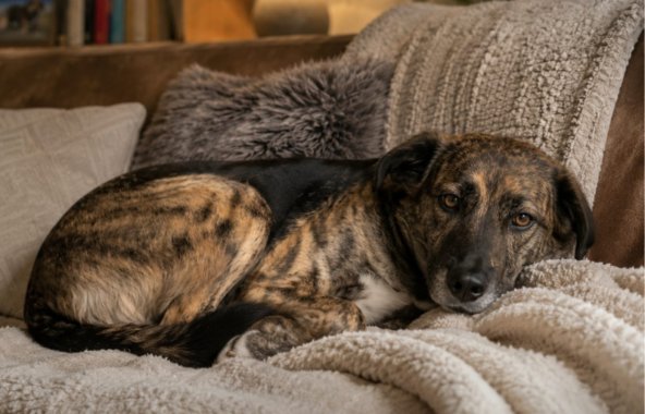 Darcy, a brindle crossbreed, curled up on a cosy sofa.