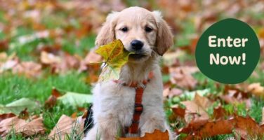 Golden Labrador puppy sat in leaves with enter now text overlaid