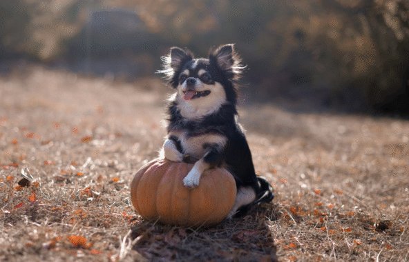 Black and white long haired chihauha with its front feet on a large, orange pumpkin.