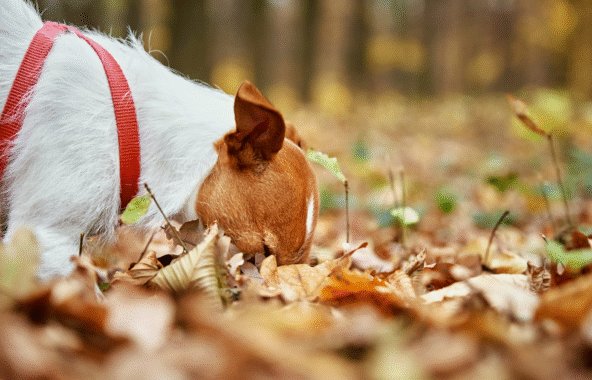 Tan and white terrier wearing a red harness sniffing among Autumn leaves.