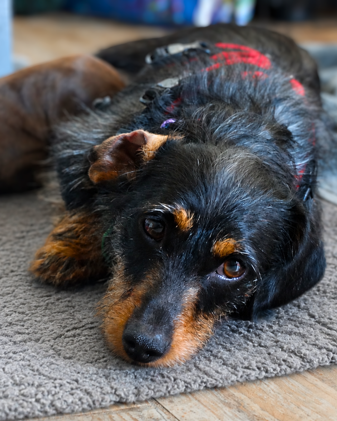 Image of Esther, a wire-haired Dachshund, laid on a grey rug feeding her puppy, Emmett.