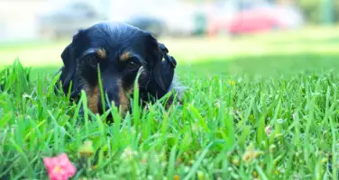Image of Esther, a wire-haired Dachshund laid in the grass.