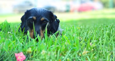 Image of Esther, a wire-haired Dachshund laid in the grass.