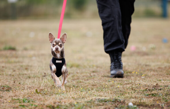 Brown and white Chihuahua being walked on a pink lead wearing a black harness