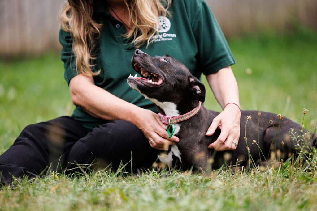 Jerry Green Dog Rescue staff member sitting in grass stroking a brindle Staffordshire Bull Terrier