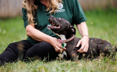 Jerry Green Dog Rescue staff member sitting in grass stroking a brindle Staffordshire Bull Terrier