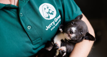 Black and white Staffordshire Bull Terrier puppy asleep in a Jerry Green Dog Rescue staff member's arm with only the body seen wearing a Jerry Green Dog Rescue green top showing the logo