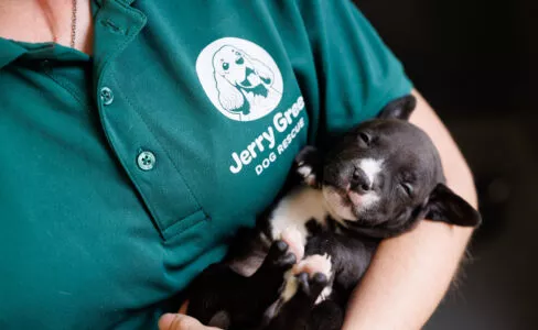 Black and white Staffordshire Bull Terrier puppy asleep in a Jerry Green Dog Rescue staff member's arm with only the body seen wearing a Jerry Green Dog Rescue green top showing the logo