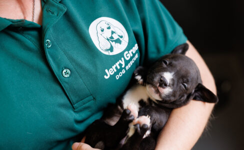 Black and white Staffordshire Bull Terrier puppy asleep in a Jerry Green Dog Rescue staff member's arm with only the body seen wearing a Jerry Green Dog Rescue green top showing the logo