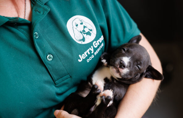 Black and white Staffordshire Bull Terrier puppy asleep in a Jerry Green Dog Rescue staff member's arm with only the body seen wearing a Jerry Green Dog Rescue green top showing the logo
