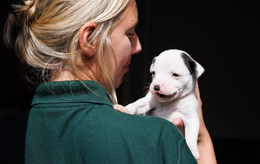 Blonde lady with hair up wearing a green polo shirt holding grey and white Staffordshire Bull Terrier puppy up to her left shoulder whilst looking at the puppy