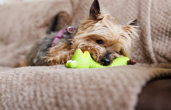 Tan and grey Yorkshire Terrier wearing purple harness with green frog toy in mouth laying on beige blanket on sofa.