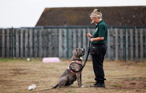 Jerry Green dog welfare assistant with brindle bulldog wearing a red harness.
