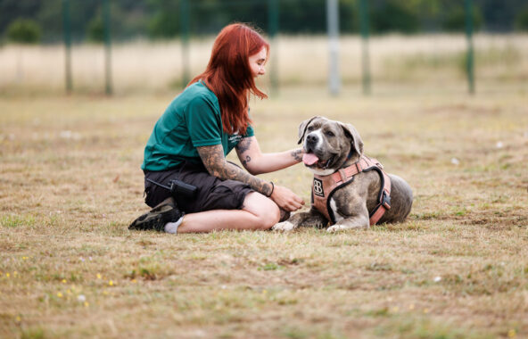 Petite red-haired lady sitting on her knees in grass wearing a green Jerry Green dog rescue top and knee length shorts, stroking a grey and white Cane Corso who is laying down wearing a pink harness
