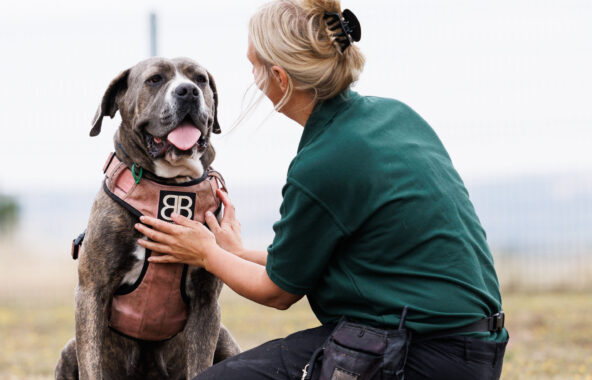 A blonde female knelt on the ground, stoking a grey cane corso