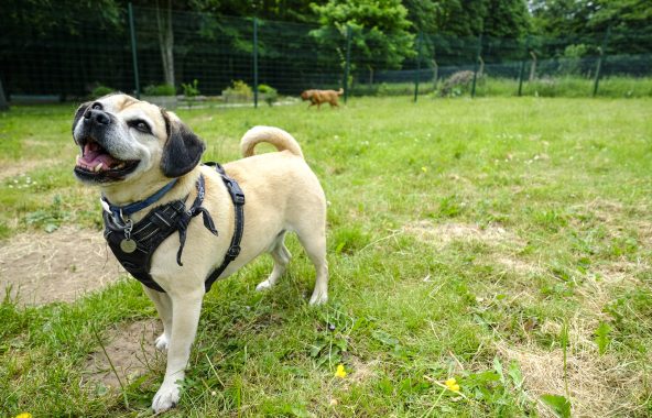 Small cream dog wearing a harness, in a field.