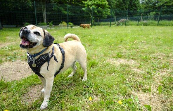 Small cream dog wearing a harness, in a field.
