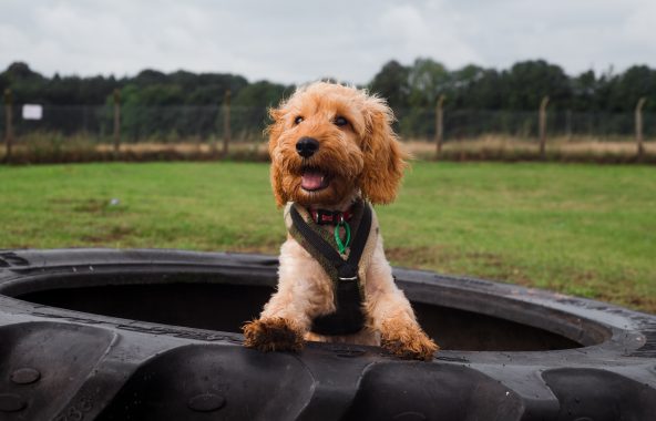 Happy looking golden cockapoo standing inside a large tyre.