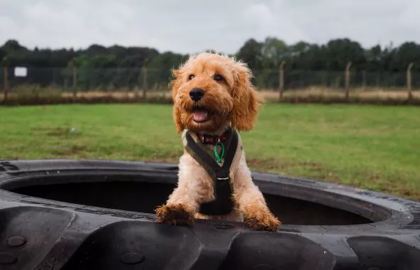 Happy looking golden cockapoo standing inside a large tyre.