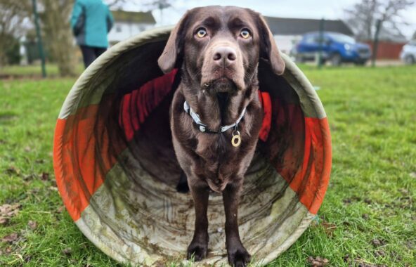 Chocolate Labrador in a grassy enclosed field.