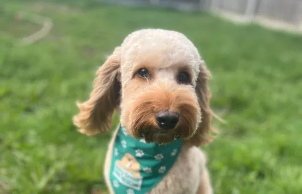 Golden cockapoo wearing a green bandana, sitting in a grassy paddock.