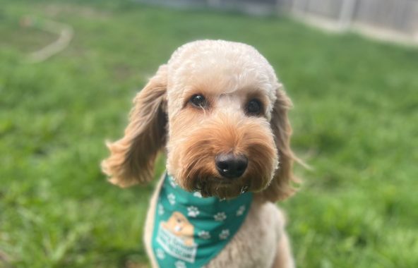 Golden cockapoo wearing a green bandana, sitting in a grassy paddock.