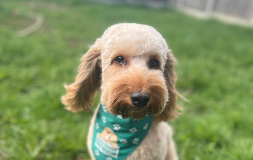Golden cockapoo wearing a green bandana, sitting in a grassy paddock.