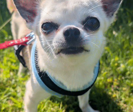 Cream chihauha looking directly at the camera, standing on grass.
