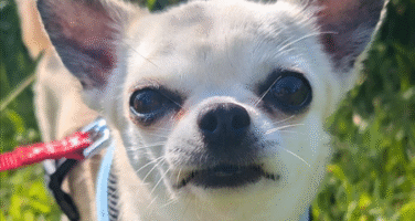 Cream chihauha looking directly at the camera, standing on grass.