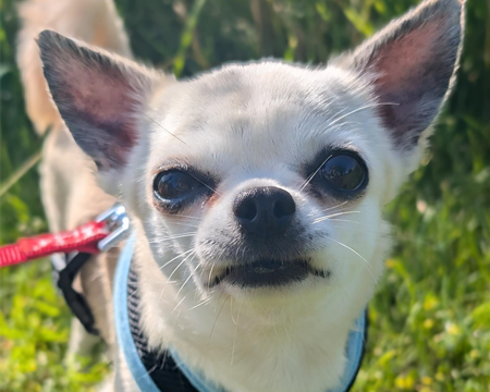 Cream chihauha looking directly at the camera, standing on grass.
