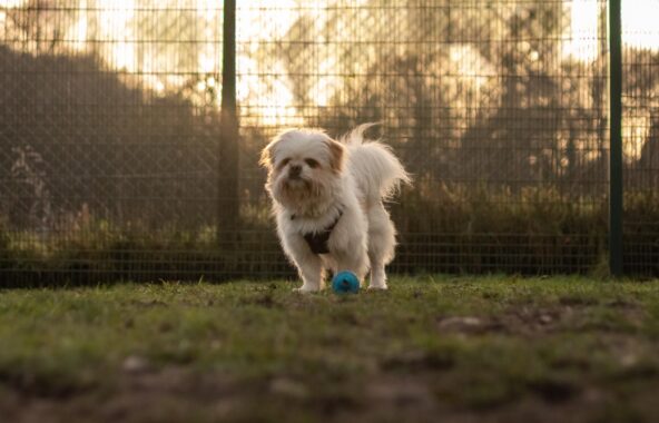 White fluffy dog outside with blue ball