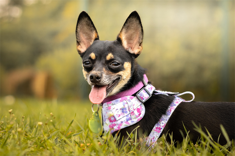 Black and tan chihuahua dog laying in grass wearing a purple flowered harness