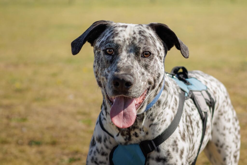 Large black and white spotty dog with black ears and tongue hanging out