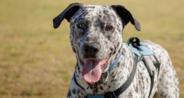 Large black and white spotty dog with black ears and tongue hanging out