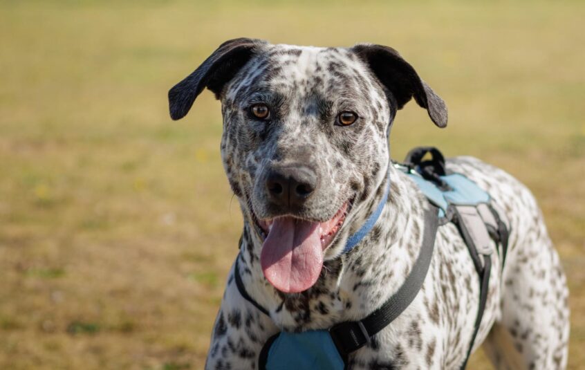 Large black and white spotty dog with black ears and tongue hanging out