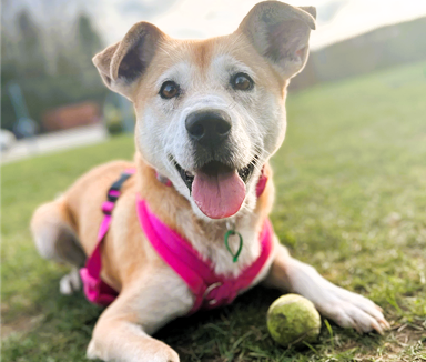 Shiba Inu Cross Dog laying in grass with ball