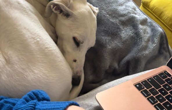 White Lurcher dog curled up asleep on the sofa wearing a green collar next to a person wearing a blue jumper with a rose gold laptop on their lap with only the corner of the laptop and an arm visible in the photo