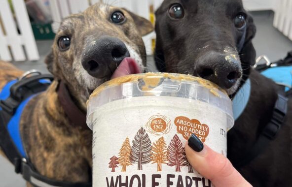 Two greyhounds licking peanut butter from a tub
