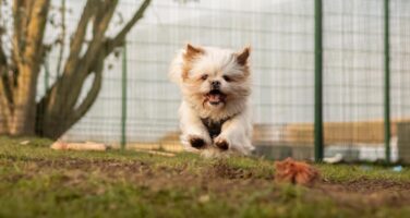 White fluffy crossbreed dog running in a field