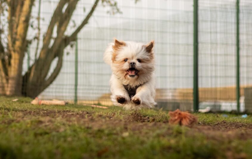 White fluffy crossbreed dog running in a field