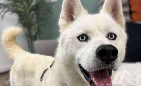 White Husky looking directly at camera with relaxed face and body, mouth opening in what appears to be smiling
