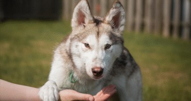 Grey and white husky stood looking straight at the camera with a paw over a human arm