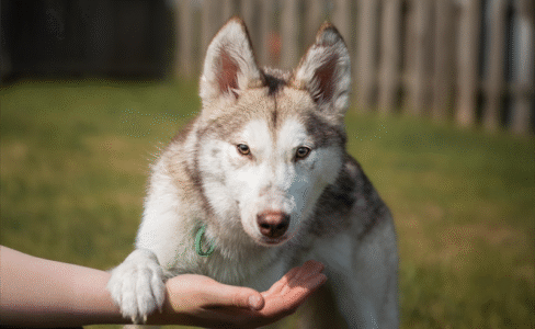 Grey and white husky stood looking straight at the camera with a paw over a human arm