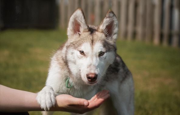 Grey and white husky stood looking straight at the camera with a paw over a human arm