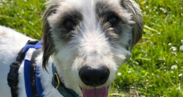 Grey and white longhaired lurcher outside with yellow flower on head
