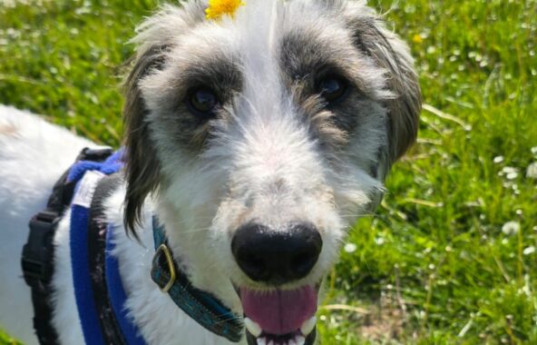 Grey and white longhaired lurcher outside with yellow flower on head