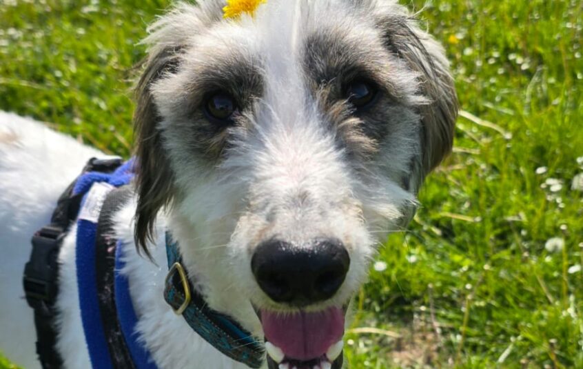 Grey and white longhaired lurcher outside with yellow flower on head