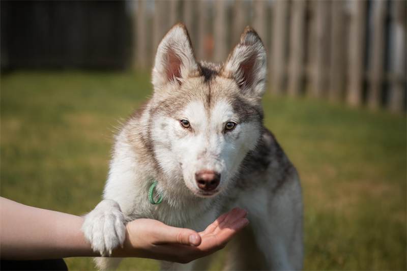 Grey and white husky stood looking straight at the camera with a paw over a human arm